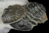Trilobite Association (Kayserops, Phacopid, Metascutellum) #90720-4